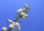 Japanese privet, Oval-leaved privet , مندارچه